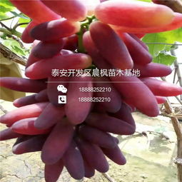 【一支紅寶石葡萄苗出售價(jià)格、一支紅寶石葡萄苗出售價(jià)格、一支紅寶石葡萄苗出售價(jià)格】- 
