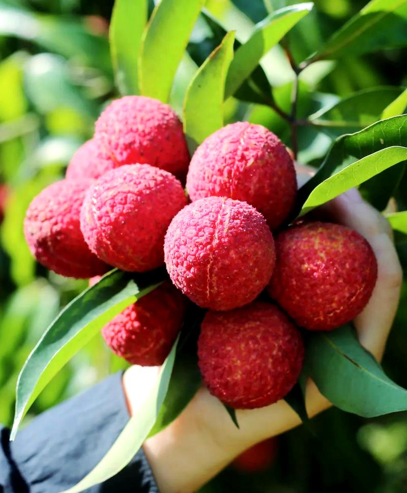 海南無核荔枝:從培育到市場(chǎng)的美味傳奇