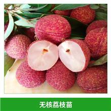 糯米糍荔枝圖片/糯米糍荔枝樣板圖