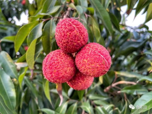 荔枝貴族 海南鴛鴦無核米枝上市,歡迎選購