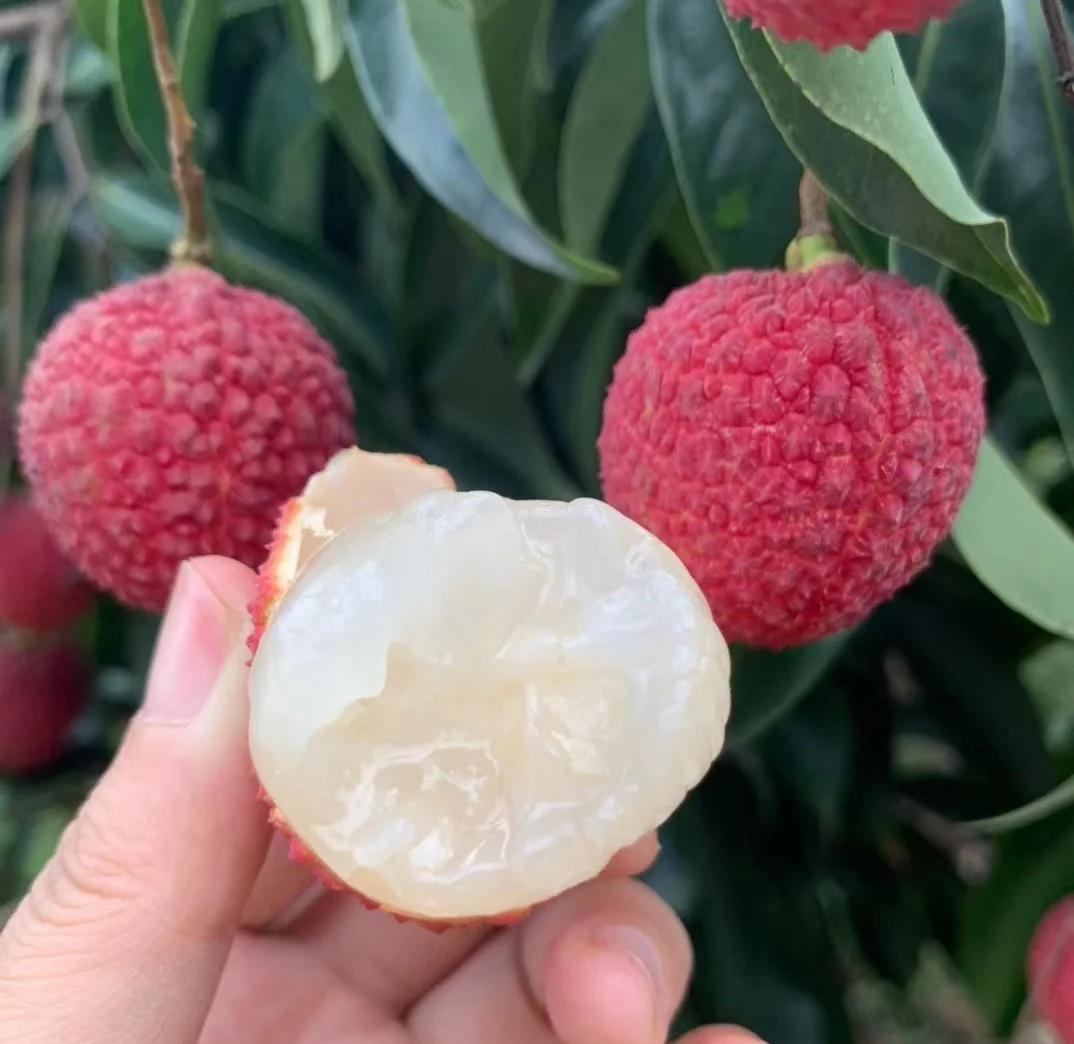 海南無(wú)核荔枝 70%的獨(dú)特美味