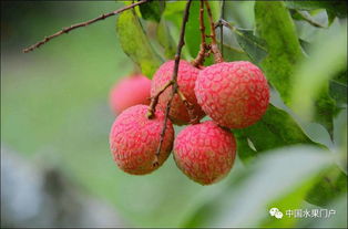 海南澄邁陸僑無(wú)核荔枝驚艷上市，主打高端市場(chǎng)熱銷北上廣深