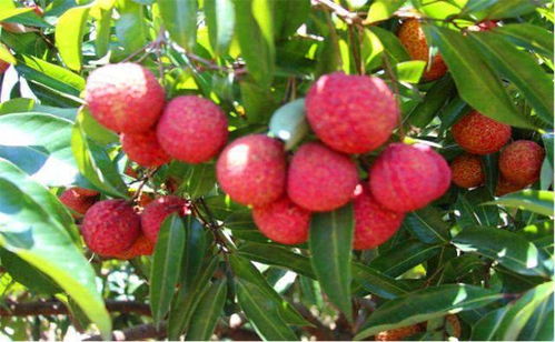 無(wú)核荔枝 美味與種植的雙重驚喜