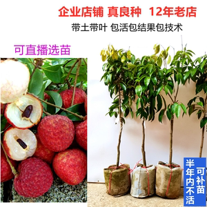 無(wú)核荔枝樹(shù)苗的培育與無(wú)核荔枝的獨(dú)特優(yōu)勢(shì)