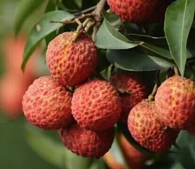 荔枝選購(gòu)指南與十大熱門(mén)品種解析 無(wú)核荔枝亮點(diǎn)何在？