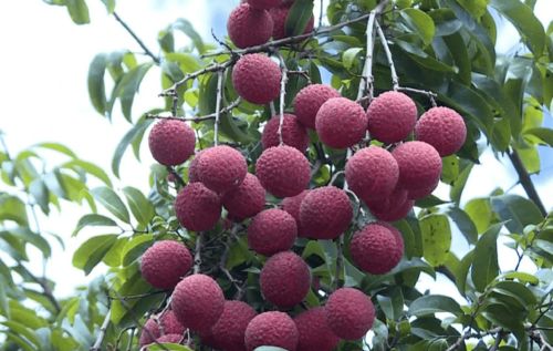 陽江新添“國字號(hào)”農(nóng)產(chǎn)品，無核荔枝成吃貨新寵